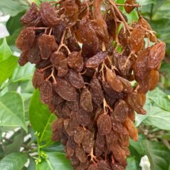 Alternative view of Nho khô nguyên cành Thompson loại 1kg